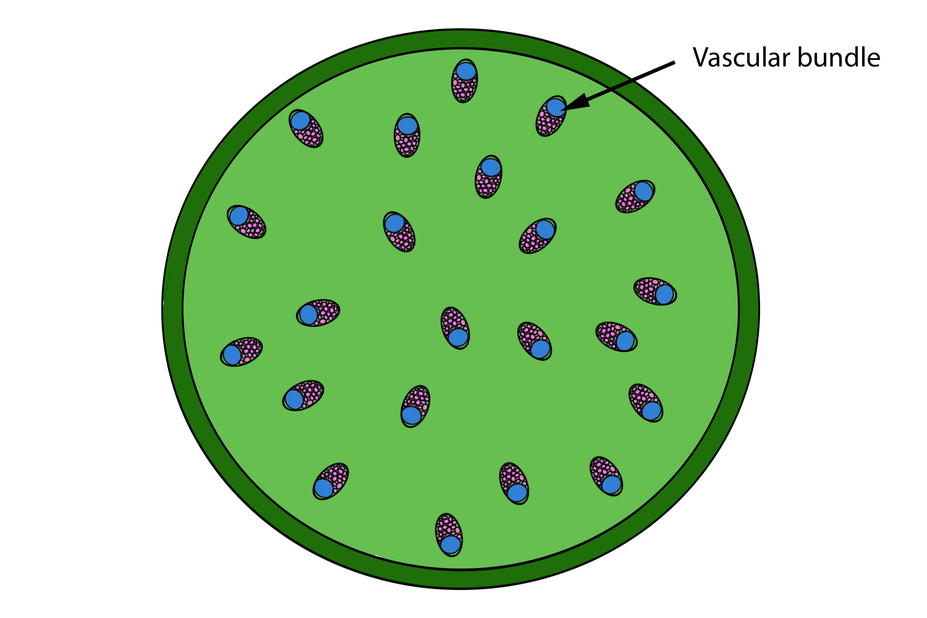 mnemonic-to-remember-the-difference-of-stem-vascular-bundles